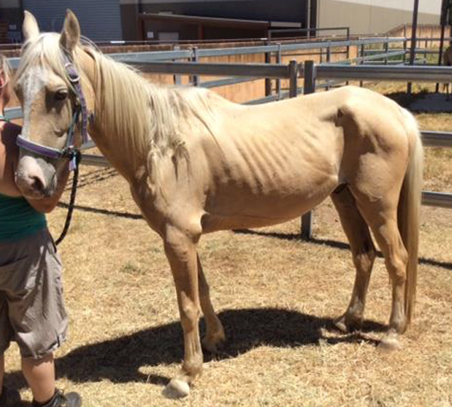 casper the horse before rspca care